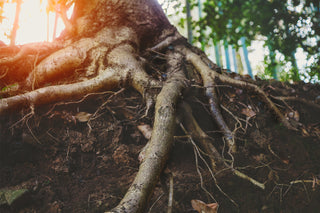 PremierDiamondProducts_Tree Roots & Soil