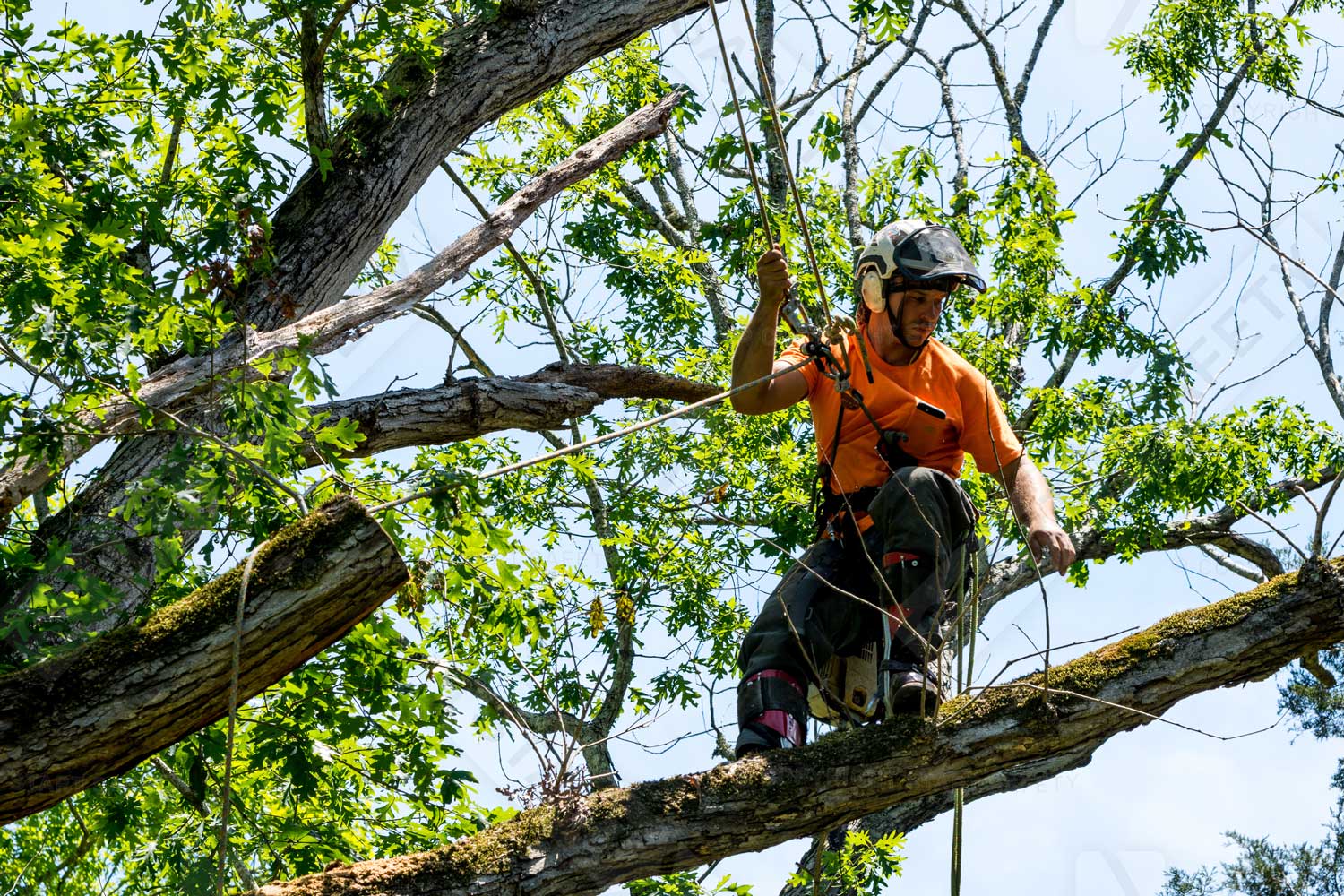 Arborist With A Mesh Face Shield Working At Height