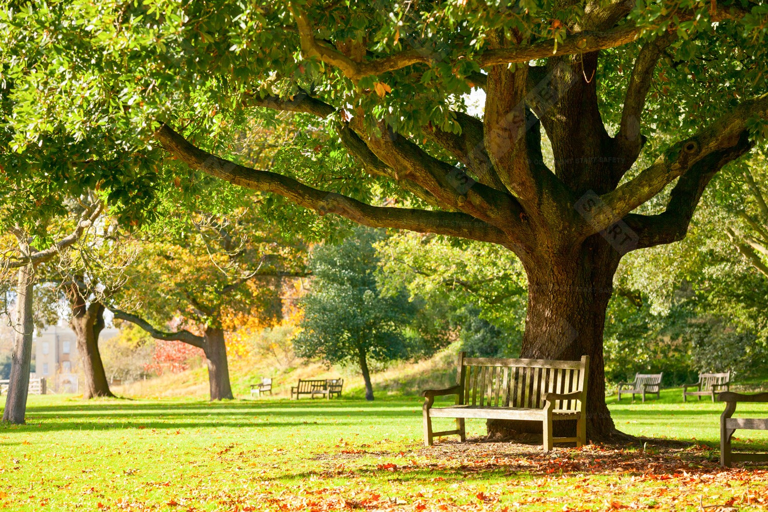 Bench With A Backrest Under Tree With Sun