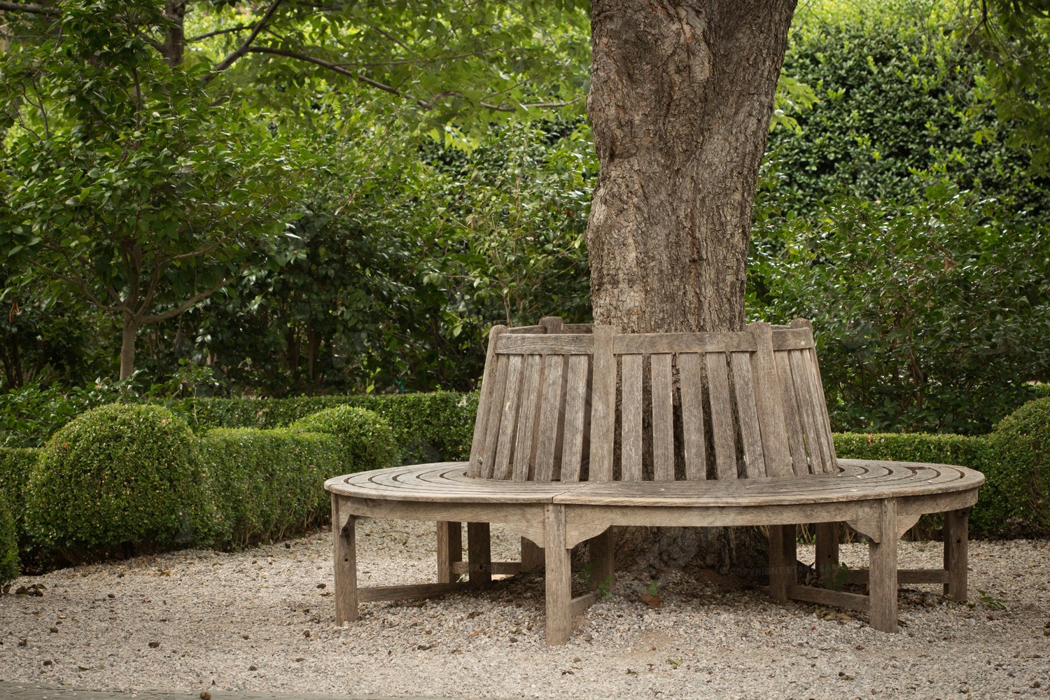 Wooden Circular Tree Bench Positioned Under Tree needing Frequent Maintenance