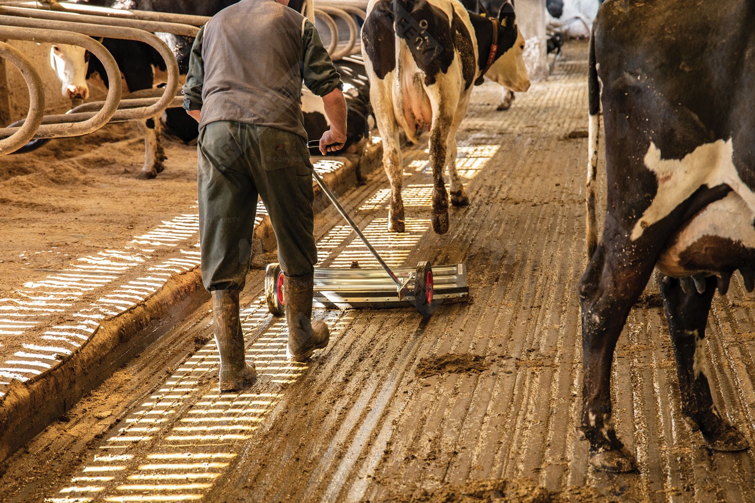 Wheeled Squeegee in use on diary farm